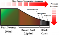 Coal formation